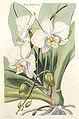 Thomas Moore, «Illustrations of Orchidaceous Plants» 1857 г.