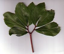 Пальчаторассечённый лист, Морозник чёрный (Helleborus niger)