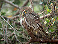 Glaucidium nana эндемик Чили