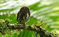 Glaucidium costaricanum эндемик Коста-Рики и Панамы