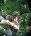 Glaucidium hardyi из Южной Америки