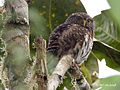 Glaucidium jardinii из Южной Америки