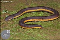 Ichthyophis longicephalus