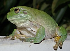 Litoria caerulea. На фотографии видна барабанная перепонка