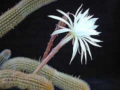 Arthrocereus glaziovii