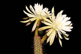 Arthrocereus melanurus