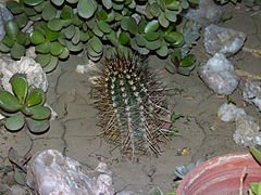 Austrocactus bertinii