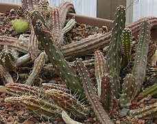 Austrocactus spiniflorus