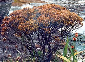 Bonnetia roraimae. Общий вид растения.