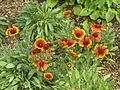 Gaillardia ×hybrida