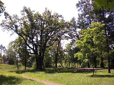 Площадка для проведения праздников open-air в парке Приютино