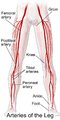 Иллюстрация, изображающая магистральные артерии ног (вид спереди)