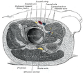 Поперечное сечение, показывающее структуры, окружающие правый тазобедренный сустав