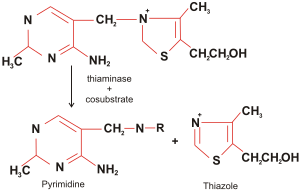 Расщепление тиамина под влиянием тиаминазы и косубстрата