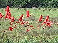 Летящие красные ибисы