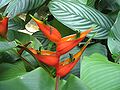 Heliconia stricta