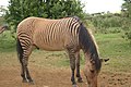 Гибрид зебры и лошади