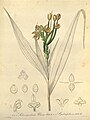 Selenipedium palmifolium. «Xenia Orchidacea», vol. 1, tab. 2, 1858.