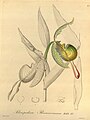 Phragmipedium boissierianum. «Xenia Orchidacea», vol. 1, tab. 62, 1858.