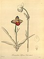 Phragmipedium schlimii. «Xenia Orchidacea», vol. 1, tab. 44, 1858.