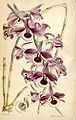 Dendrobium lituiflorum