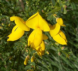 Ракитник ранний (Cytisus scoparius)