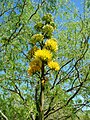 Agave chrysantha