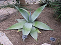 Agave guiengola