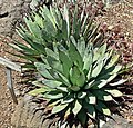 Agave macroacantha