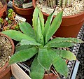 Agave pachycentra