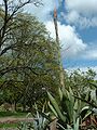 Agave atrovirens