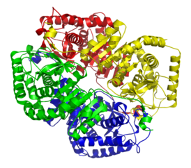 Лактатдегидрогеназа M4 (изофермент обнаруженный в скелетных мышцах). PDB 1I10.