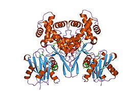 Структура АТФ-зависимой глюкокиназы "Escherichia coli"[11].