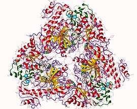 Тримерная аденилатциклаза из Bacillus anthracis Эпинефрин связывается с рецептором, ассоциированным с гетеротримерным G-белком, который связан с аденилатциклазой, превращающей АТФ в цАМФ, осуществляющий распространение сигнала[1]