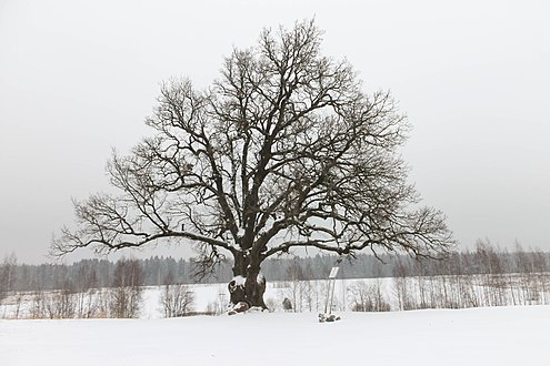 Старый дуб близ Ириновки (зимой)