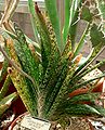 Gasteria bicolor