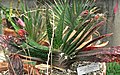 Gasteria acinacifolia