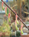 Цветы Gasteria pillansii