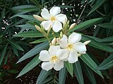 Цветки олеандра (Nerium oleander) с коронами