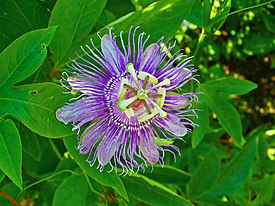Passiflora incarnata — типовой вид рода