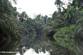 Экваториальный лес в Габоне