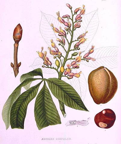 Aesculus discolor A.Gray.