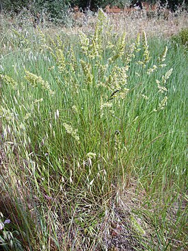 Dactylis glomerata