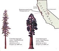 Секвойя и секвойядендрон на карте Калифорнии (растут соответственно на западе и востоке штата)