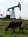 Береговая нефть в окрестностях Аджигабула