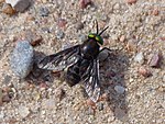 Пестряк траурный (Chrysops sepulcralis)