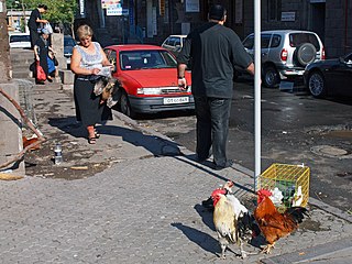 Продажа живых кур на уличном рынке в Ереване