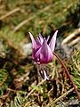 Erythronium dens-canis