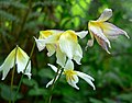 Erythronium helenae