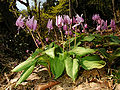 Erythronium japonicum